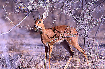 steenbok etosha namibia